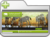 Safari template